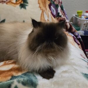 Meet your Posher, Sansan asis